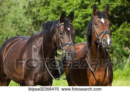Stock Image - "Hanoverian and Oldenburger horses, bay, portrait, wearing bridles and snaffles, North Tyrol, Austria, Europe". Fotosearch