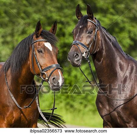 "Hanoverian and Oldenburger horses, bay, portrait, wearing bridles and snaffles, North Tyrol, Austria, Europe" View Large Photo Image Stock Image - "Hanoverian and Oldenburger horses, bay, portrait, wearing bridles and snaffles, North Tyrol, Austria, Europe". Fotosearch