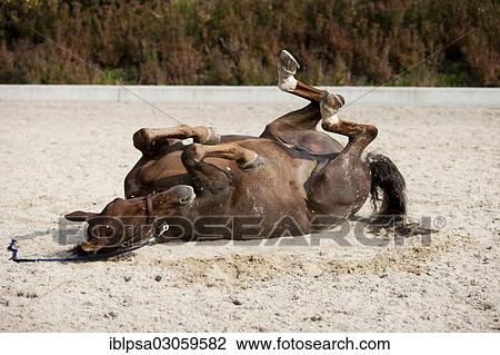 Stock Image - "Hanoverian, chestnut horse, rolling in sand, Austria, Europe". Fotosearch