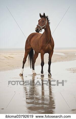 "Hanoverian gelding, bay with a facial marking, standing on the beach of Borkum, Lower Saxony, Germany, Europe" View Large Photo Image Stock Photo - "Hanoverian gelding, bay with a facial marking, standing on the beach of Borkum, Lower Saxony, Germany, Europe". Fotosearch