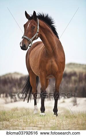 "Hanoverian gelding, bay with a facial marking, standing in the dunes of Borkum, Lower Saxony, Germany, Europe" View Large Photo Image Stock Photograph - "Hanoverian gelding, bay with a facial marking, standing in the dunes of Borkum, Lower Saxony, Germany, Europe". Fotosearch