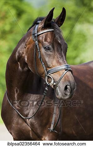 "Hanoverian horse, bay, portrait, wearing a bridle and snaffle, North Tyrol, Austria, Europe" View Large Photo Image Picture - "Hanoverian horse, bay, portrait, wearing a bridle and snaffle, North Tyrol, Austria, Europe". Fotosearch