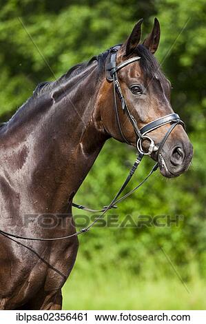 "Hanoverian horse, bay, portrait, wearing a bridle and snaffle, North Tyrol, Austria, Europe" View Large Photo Image Stock Image - "Hanoverian horse, bay, portrait, wearing a bridle and snaffle, North Tyrol, Austria, Europe". Fotosearch