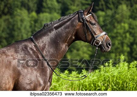 "Hanoverian horse, bay, portrait, wearing a bridle and snaffle, North Tyrol, Austria, Europe" View Large Photo Image Stock Image - "Hanoverian horse, bay, portrait, wearing a bridle and snaffle, North Tyrol, Austria, Europe". Fotosearch