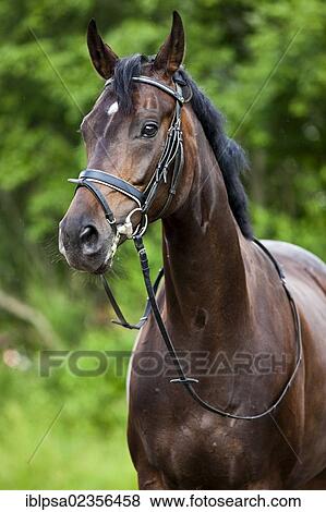 Stock Photo - "Hanoverian horse, bay, portrait, wearing a bridle and snaffle, North Tyrol, Austria, Europe". Fotosearch