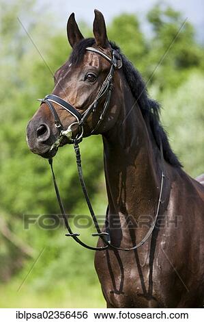 "Hanoverian horse, bay, portrait, wearing a bridle and snaffle, North Tyrol, Austria, Europe" View Large Photo Image Stock Photograph - "Hanoverian horse, bay, portrait, wearing a bridle and snaffle, North Tyrol, Austria, Europe". Fotosearch