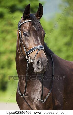 "Hanoverian horse, bay, portrait, wearing a bridle and snaffle, North Tyrol, Austria, Europe" View Large Photo Image Stock Photograph - "Hanoverian horse, bay, portrait, wearing a bridle and snaffle, North Tyrol, Austria, Europe". Fotosearch