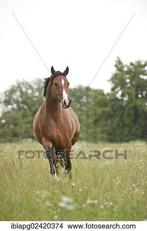 Picture - Hanoverian horse galloping across a meadow. Fotosearch