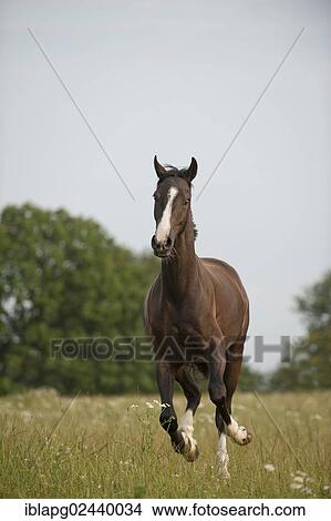 Hanoverian horse galloping across a meadow View Large Photo Image Picture - Hanoverian horse galloping across a meadow. Fotosearch
