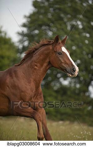 Picture - "Hanoverian horse galloping across a meadow, Germany, Europe". Fotosearch