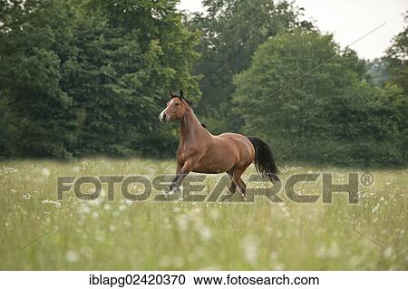 Hanoverian horse galloping across a meadow View Large Photo Image Stock Image - Hanoverian horse galloping across a meadow. Fotosearch