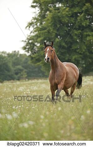 Hanoverian horse galloping across a meadow View Large Photo Image Stock Image - Hanoverian horse galloping across a meadow. Fotosearch