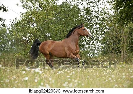 Hanoverian horse galloping across a meadow View Large Photo Image Stock Image - Hanoverian horse galloping across a meadow. Fotosearch