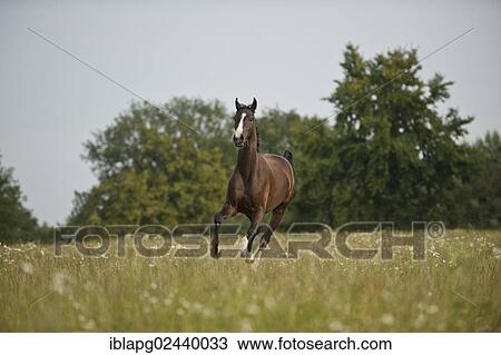 Hanoverian horse galloping across a meadow View Large Photo Image Stock Image - Hanoverian horse galloping across a meadow. Fotosearch