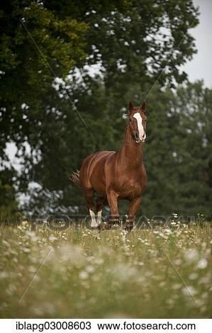 "Hanoverian horse galloping across a meadow, Germany, Europe" View Large Photo Image Stock Image - "Hanoverian horse galloping across a meadow, Germany, Europe". Fotosearch