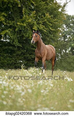 Hanoverian horse galloping across a meadow View Large Photo Image Stock Photo - Hanoverian horse galloping across a meadow. Fotosearch