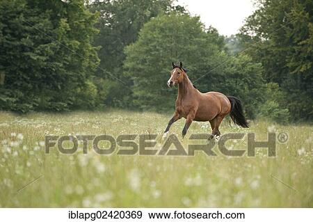 Hanoverian horse galloping across a meadow View Large Photo Image Stock Photo - Hanoverian horse galloping across a meadow. Fotosearch