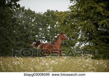 "Hanoverian horse galloping across a meadow, Germany, Europe" View Large Photo Image Stock Photo - "Hanoverian horse galloping across a meadow, Germany, Europe". Fotosearch
