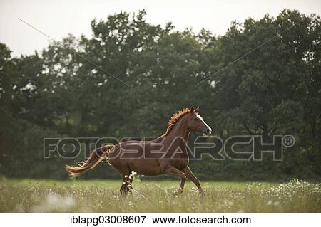 "Hanoverian horse galloping across a meadow, Germany, Europe" View Large Photo Image Stock Photo - "Hanoverian horse galloping across a meadow, Germany, Europe". Fotosearch