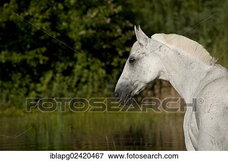 Hanoverian horse in a lake, portrait View Large Photo Image Stock Photo - Hanoverian horse in a lake, portrait. Fotosearch