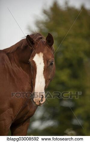 Stock Image - "Hanoverian horse, portrait, Germany, Europe". Fotosearch