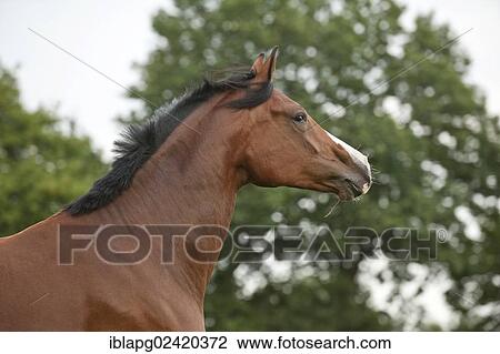 Hanoverian horse, portrait View Large Photo Image Stock Image - Hanoverian horse, portrait. Fotosearch