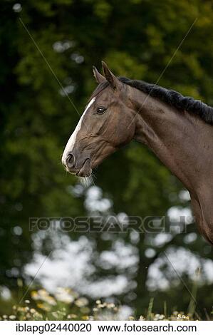 "Hanoverian horse, portrait" View Large Photo Image Stock Image - "Hanoverian horse, portrait". Fotosearch