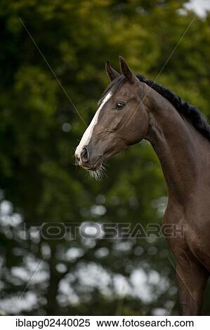 "Hanoverian horse, portrait" View Large Photo Image Stock Photography - "Hanoverian horse, portrait". Fotosearch