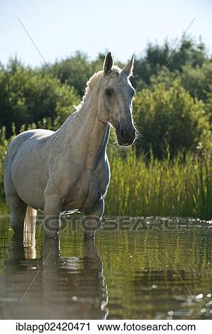 Hanoverian horse standing in a lake View Large Photo Image Stock Image - Hanoverian horse standing in a lake. Fotosearch