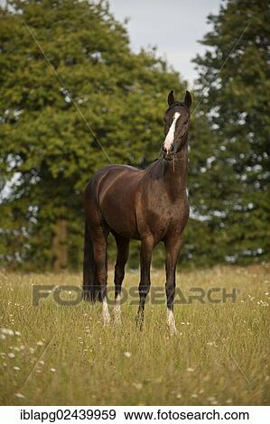 Hanoverian horse standing in a meadow View Large Photo Image Stock Photo - Hanoverian horse standing in a meadow. Fotosearch