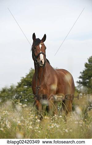 Hanoverian horse standing on a meadow View Large Photo Image Stock Photo - Hanoverian horse standing on a meadow. Fotosearch