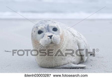 "Harbor seal (Phoca vitulina) lying on the beach, Langeoog, East Frisian Islands, East Frisia, Lower Saxony, Germany, Europe" View Large Photo Image Stock Photo - "Harbor seal (Phoca vitulina) lying on the beach, Langeoog, East Frisian Islands, East Frisia, Lower Saxony, Germany, Europe". Fotosearch