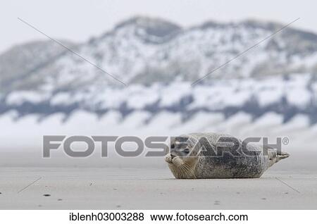 "Harbor seal (Phoca vitulina) lying on the beach, Langeoog, East Frisian Islands, East Frisia, Lower Saxony, Germany, Europe" View Large Photo Image Stock Photo - "Harbor seal (Phoca vitulina) lying on the beach, Langeoog, East Frisian Islands, East Frisia, Lower Saxony, Germany, Europe". Fotosearch
