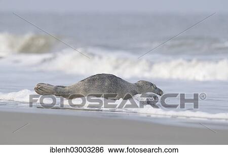 Stock Photograph - "Harbor seal (Phoca vitulina) lying on the beach, Langeoog, East Frisian Islands, East Frisia, Lower Saxony, Germany, Europe". Fotosearch