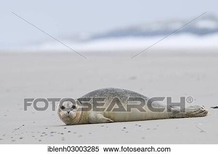 "Harbor seal (Phoca vitulina) lying on the beach, Langeoog, East Frisian Islands, East Frisia, Lower Saxony, Germany, Europe" View Large Photo Image Stock Photography - "Harbor seal (Phoca vitulina) lying on the beach, Langeoog, East Frisian Islands, East Frisia, Lower Saxony, Germany, Europe". Fotosearch