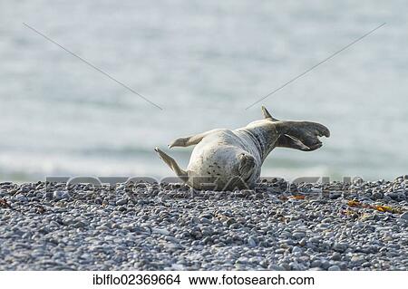 "Harbor seal (Phoca vitulina), Heligoland, Schleswig-Holstein, Germany, Europe" View Large Photo Image Picture - "Harbor seal (Phoca vitulina), Heligoland, Schleswig-Holstein, Germany, Europe". Fotosearch