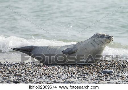 Picture - "Harbor seal (Phoca vitulina), Heligoland, Schleswig-Holstein, Germany, Europe". Fotosearch