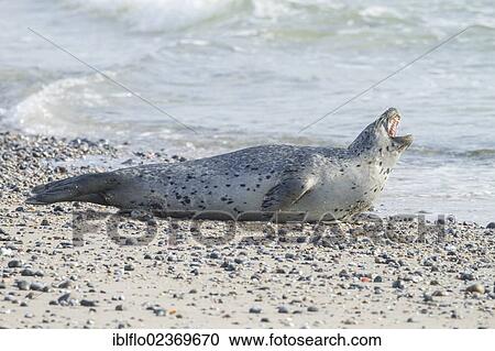 "Harbor seal (Phoca vitulina), Heligoland, Schleswig-Holstein, Germany, Europe" View Large Photo Image Stock Image - "Harbor seal (Phoca vitulina), Heligoland, Schleswig-Holstein, Germany, Europe". Fotosearch