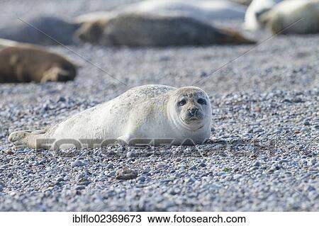 Stock Image - "Harbor seal (Phoca vitulina), Heligoland, Schleswig-Holstein, Germany, Europe". Fotosearch