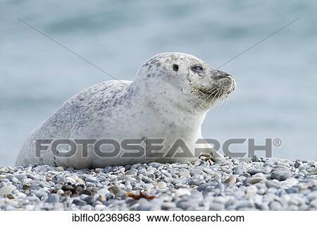 Stock Image - "Harbor seal (Phoca vitulina), Heligoland, Schleswig-Holstein, Germany, Europe". Fotosearch