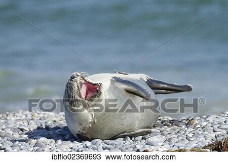 "Harbor seal (Phoca vitulina), Heligoland, Schleswig-Holstein, Germany, Europe" View Large Photo Image Stock Image - "Harbor seal (Phoca vitulina), Heligoland, Schleswig-Holstein, Germany, Europe". Fotosearch