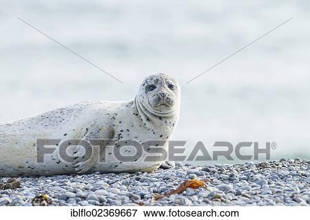 "Harbor seal (Phoca vitulina), Heligoland, Schleswig-Holstein, Germany, Europe" View Large Photo Image Stock Photo - "Harbor seal (Phoca vitulina), Heligoland, Schleswig-Holstein, Germany, Europe". Fotosearch