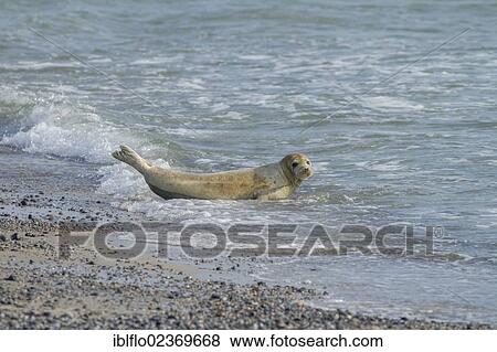 Stock Photo - "Harbor seal (Phoca vitulina), Heligoland, Schleswig-Holstein, Germany, Europe". Fotosearch