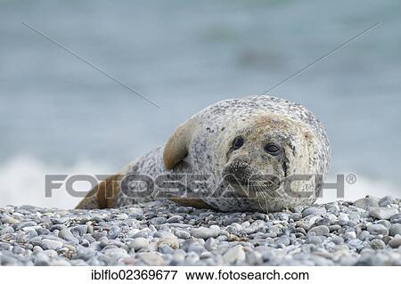 "Harbor seal (Phoca vitulina), Heligoland, Schleswig-Holstein, Germany, Europe" View Large Photo Image Stock Photo - "Harbor seal (Phoca vitulina), Heligoland, Schleswig-Holstein, Germany, Europe". Fotosearch