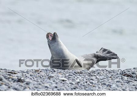 Stock Photo - "Harbor seal (Phoca vitulina), Heligoland, Schleswig-Holstein, Germany, Europe". Fotosearch