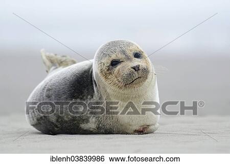 "Harbor seal (Phoca vitulina), Langeoog, East Frisia, Lower Saxony, Germany, Europe" View Large Photo Image Stock Photograph - "Harbor seal (Phoca vitulina), Langeoog, East Frisia, Lower Saxony, Germany, Europe". Fotosearch