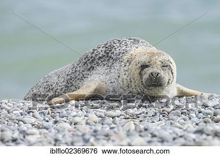 "Harbor seal (Phoca vitulina), Heligoland, Schleswig-Holstein, Germany, Europe" View Large Photo Image Stock Photograph - "Harbor seal (Phoca vitulina), Heligoland, Schleswig-Holstein, Germany, Europe". Fotosearch