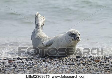 "Harbor seal (Phoca vitulina), Heligoland, Schleswig-Holstein, Germany, Europe" View Large Photo Image Stock Photography - "Harbor seal (Phoca vitulina), Heligoland, Schleswig-Holstein, Germany, Europe". Fotosearch