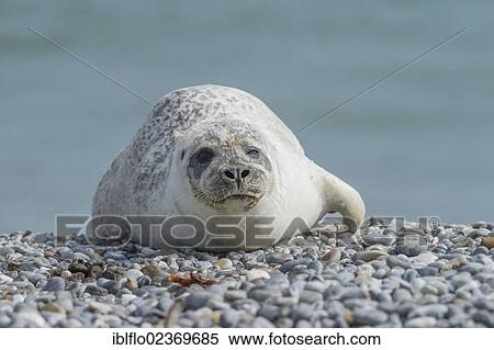 Stock Photography - "Harbor seal (Phoca vitulina), Heligoland, Schleswig-Holstein, Germany, Europe". Fotosearch