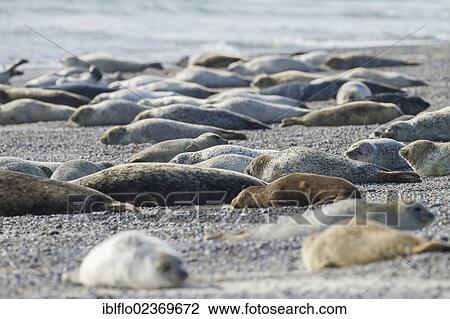 "Harbor seals (Phoca vitulina), Heligoland, Schleswig-Holstein, Germany, Europe" View Large Photo Image Stock Image - "Harbor seals (Phoca vitulina), Heligoland, Schleswig-Holstein, Germany, Europe". Fotosearch